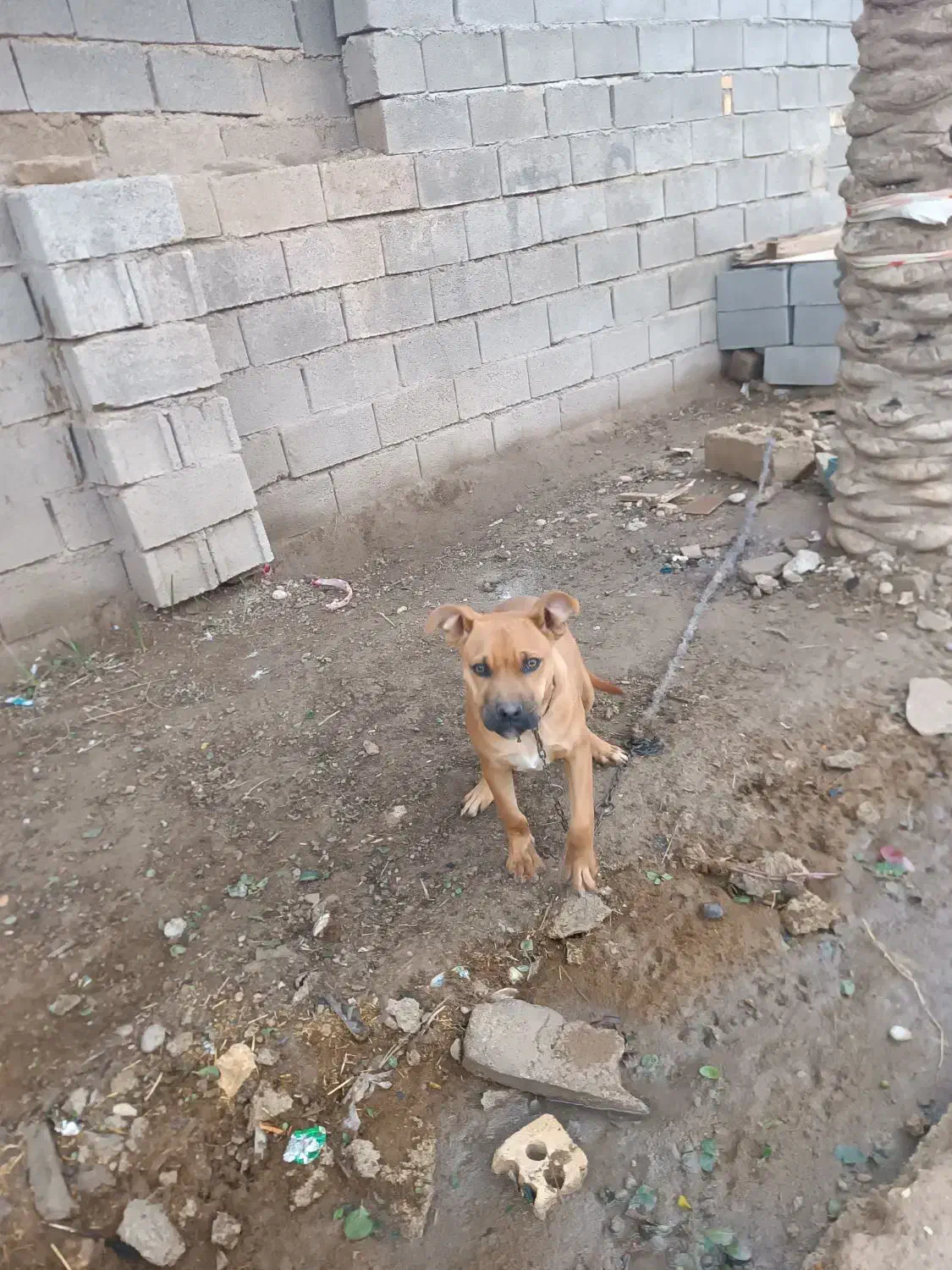 توافقی|سگ|امیدیه, |دیوار