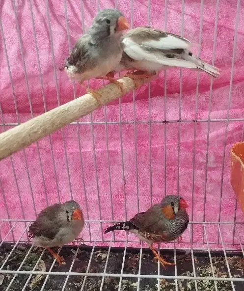 دو جفت فنچ مولد|پرنده|بندر ماهشهر, |دیوار