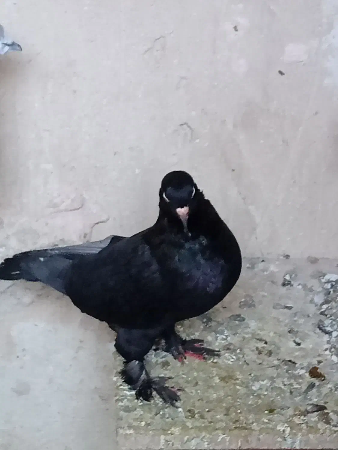 یک لانه کبوتر|پرنده|نقده, |دیوار