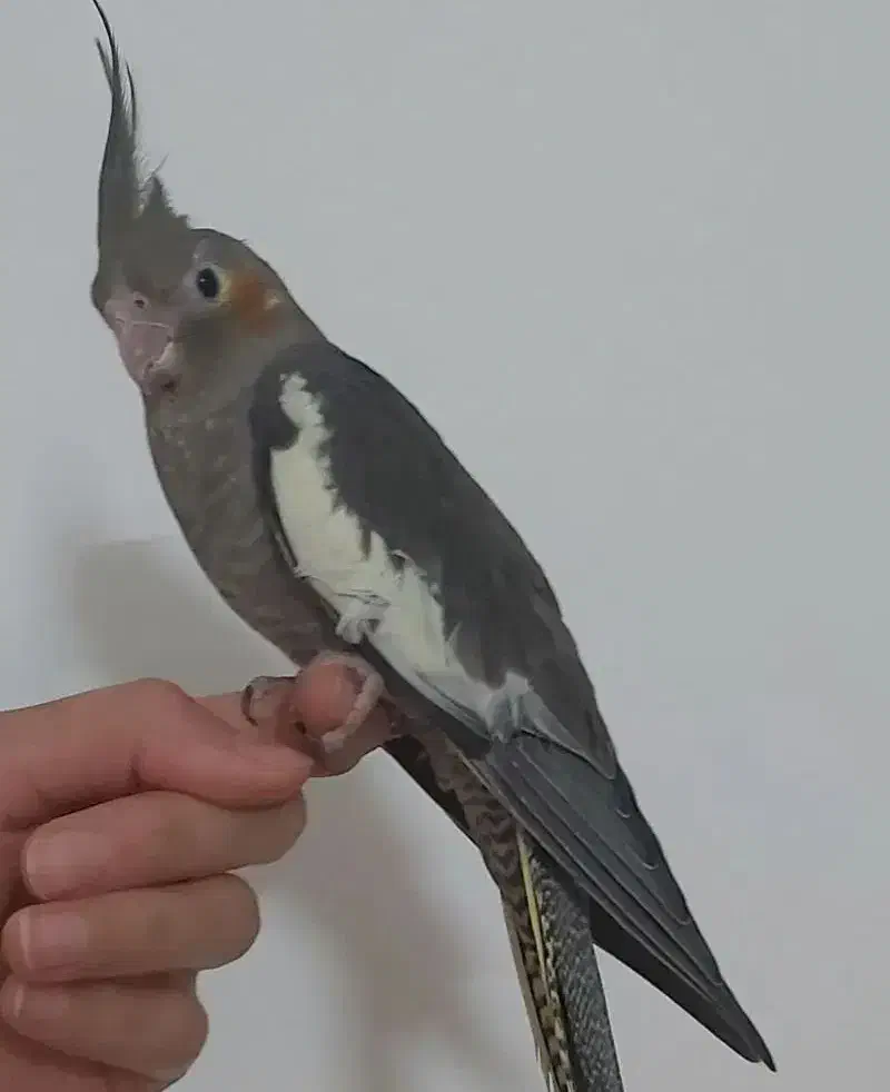 عروس هلندی نر ۲.۵ماهه|پرنده|آمل, |دیوار