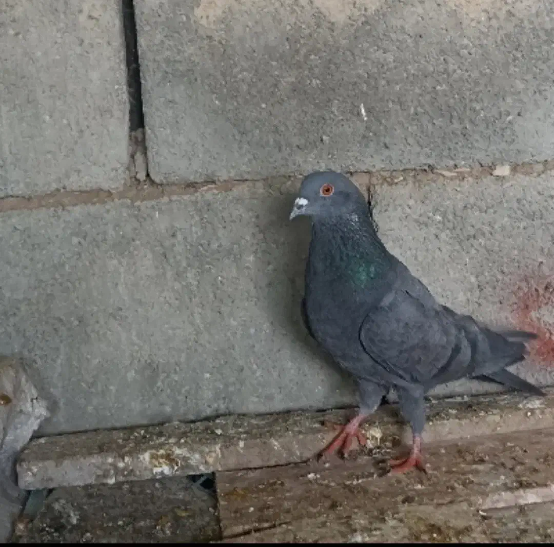 6تا کبوتر|پرنده|جوانرود, |دیوار