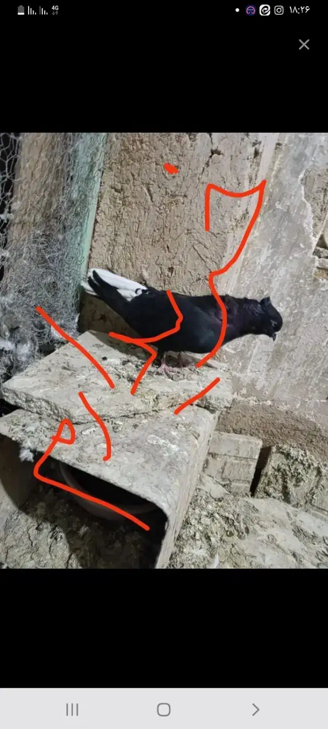 کبوتر دم سفید پر پر|پرنده|برخوار, |دیوار