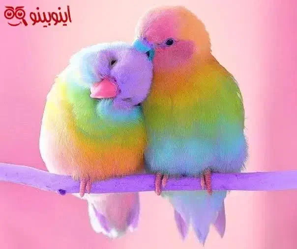 مرغ عشق|پرنده|سمنان, |دیوار