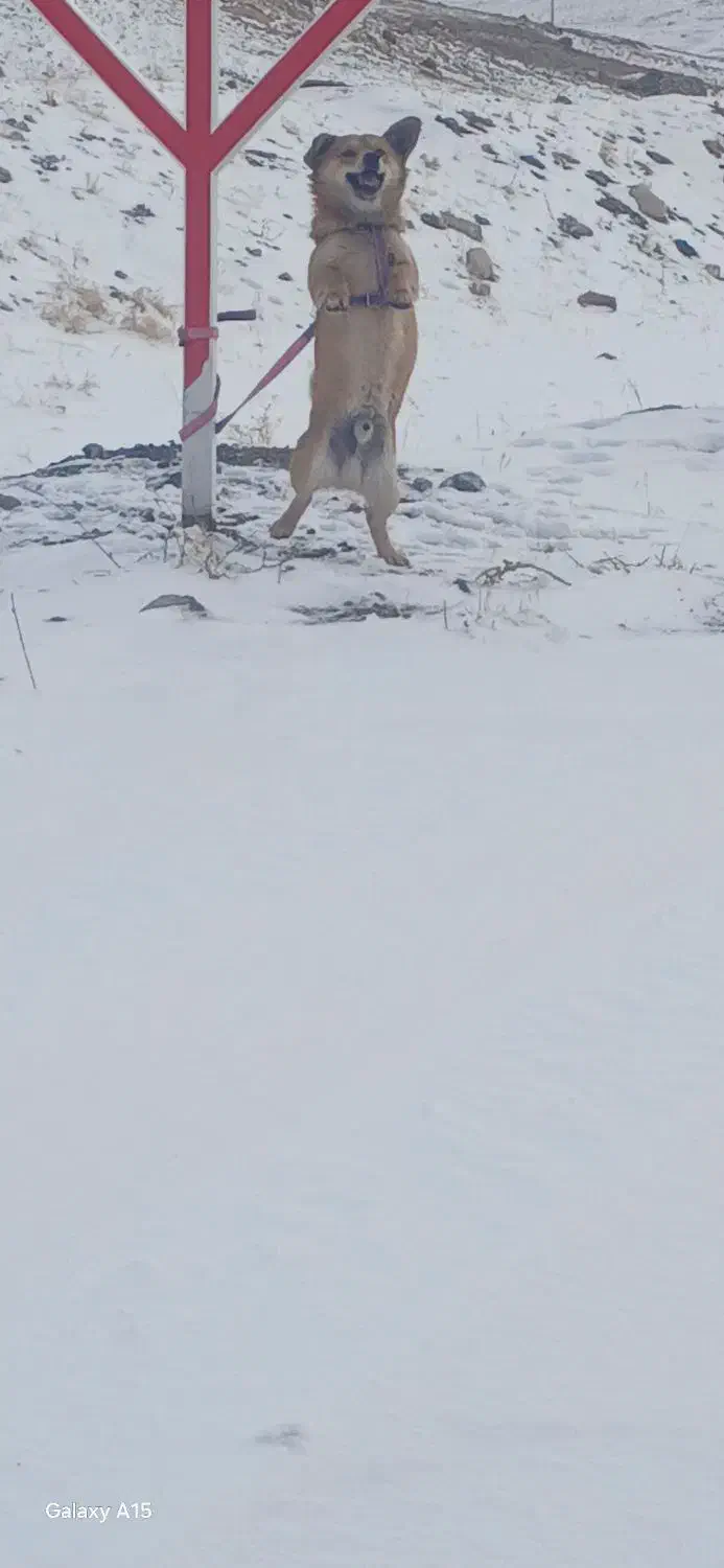 پاکوتا اشپتز|سگ|باسمنج, |دیوار