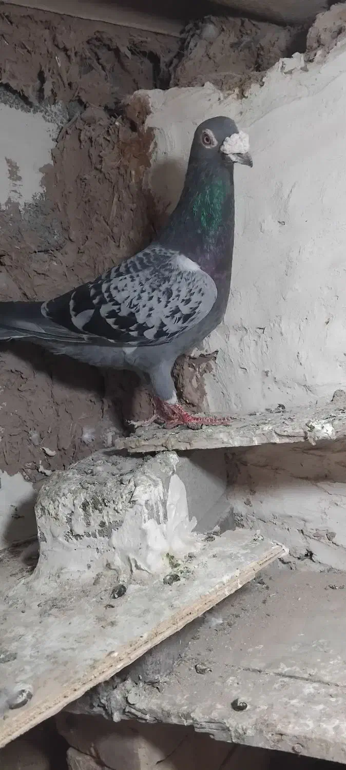 کفتر پولک نر پرشی|پرنده|پائین جام, |دیوار