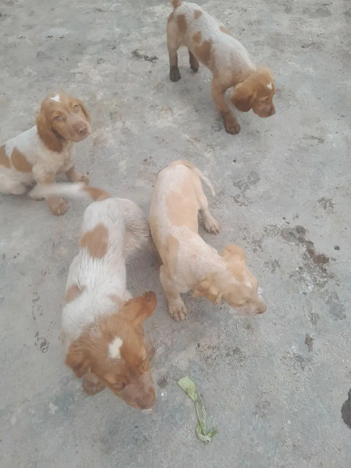 سگ توله شکاری|سگ|کوچصفهان, |دیوار