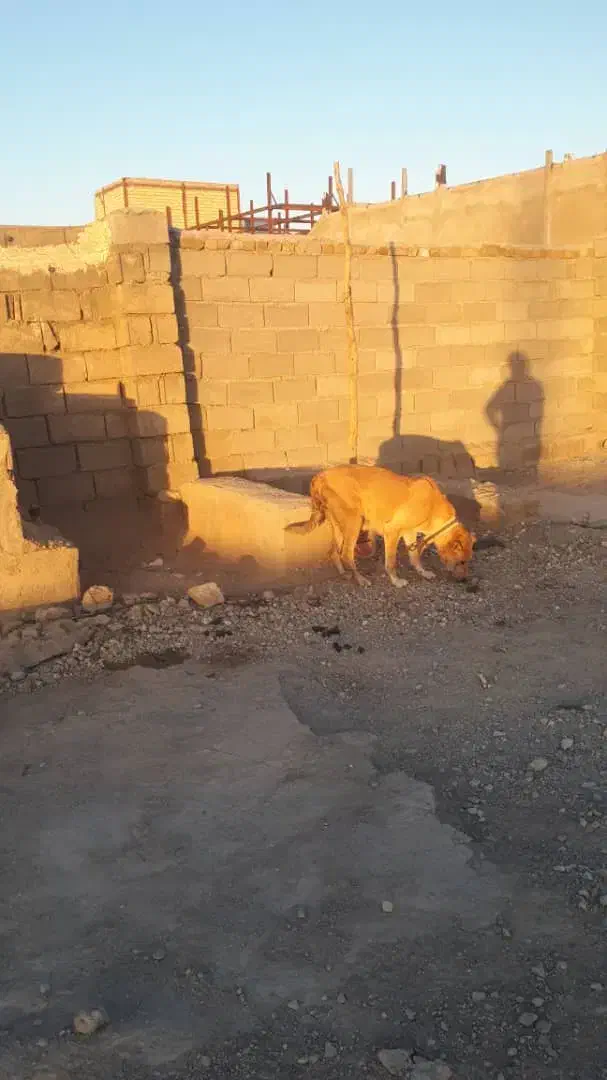 سگ سرابی ماده|سگ|خرم‌آباد, |دیوار