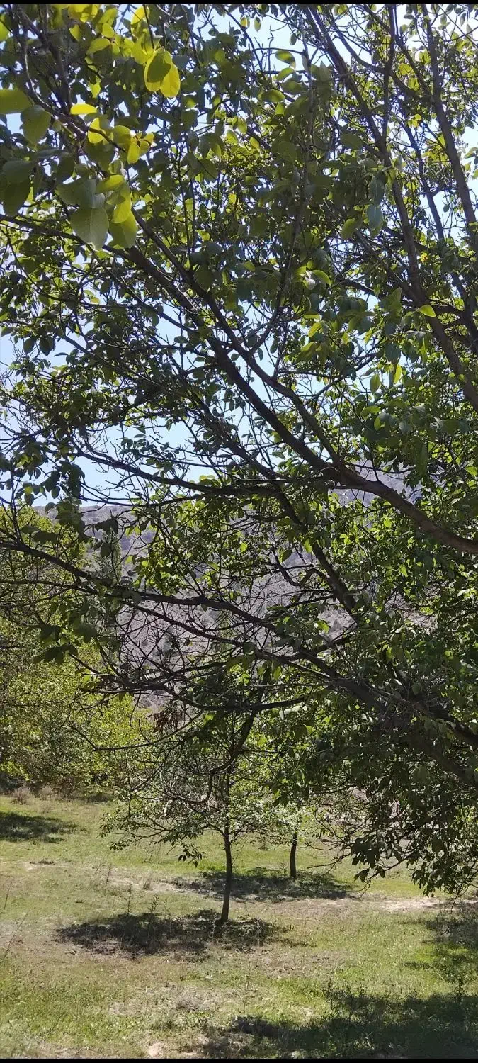 باغ کشاورزی|فروش زمین و ملک کلنگی|شهمیرزاد, |دیوار