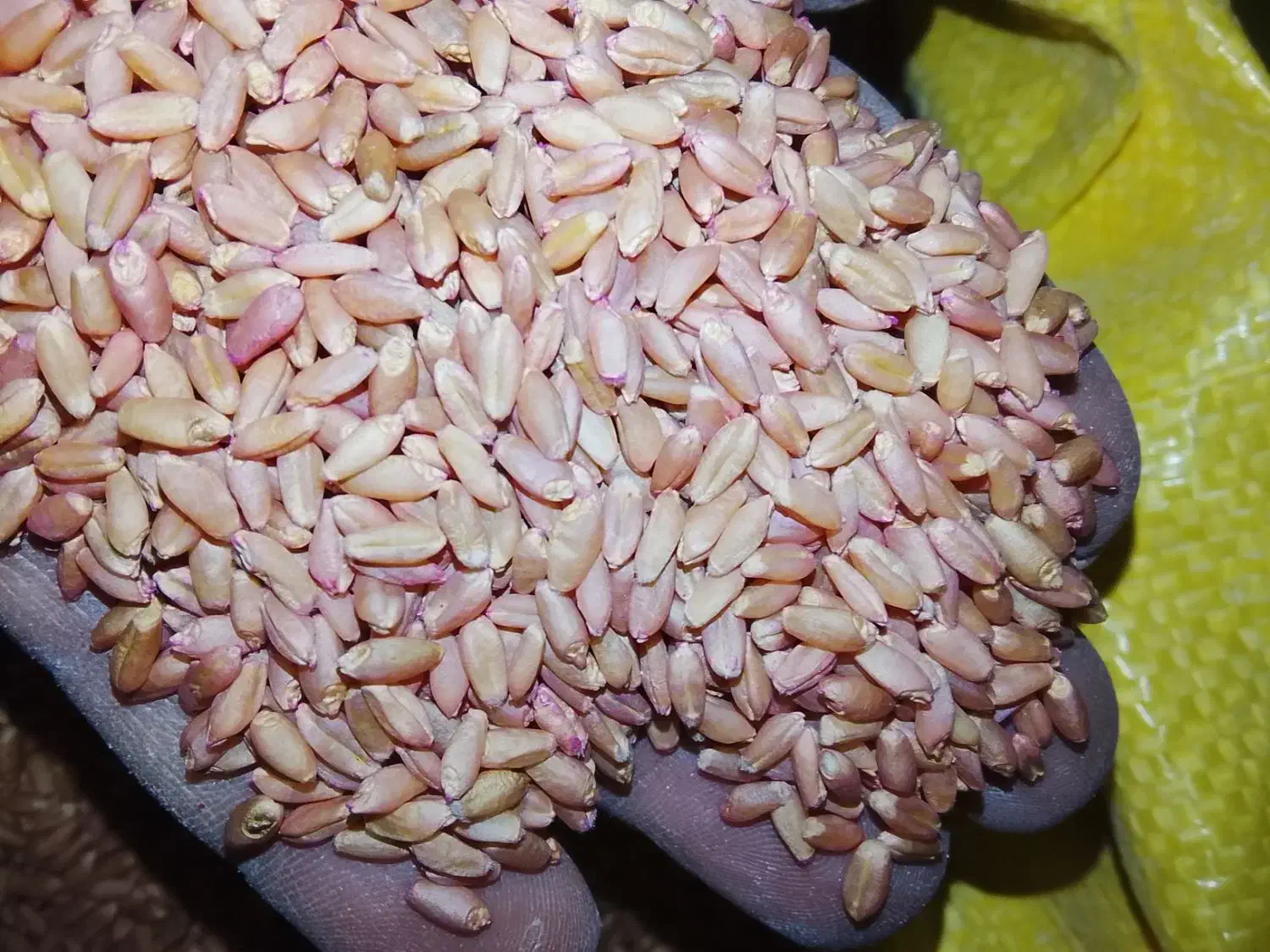 بذرلاین بوجار|حراج|گنبد کاووس, |دیوار