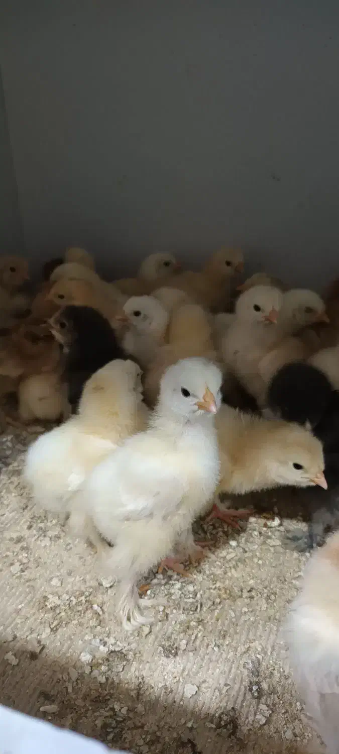 جوجه برهما...|حیوانات مزرعه|یزد, |دیوار