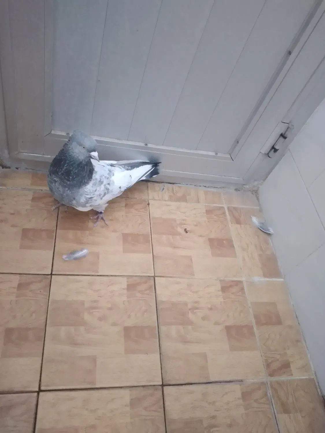 قیمت ۵۵۰|پرنده|مبارکه, |دیوار