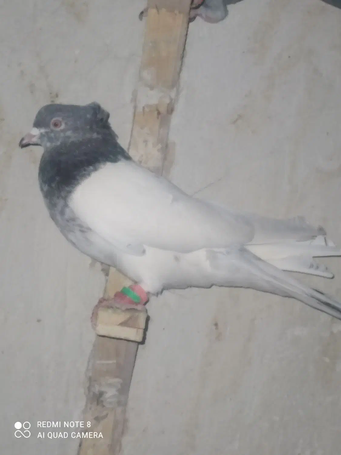 کبوتر آلمانی و رنگه|پرنده|مشهد, هفده شهریور|دیوار