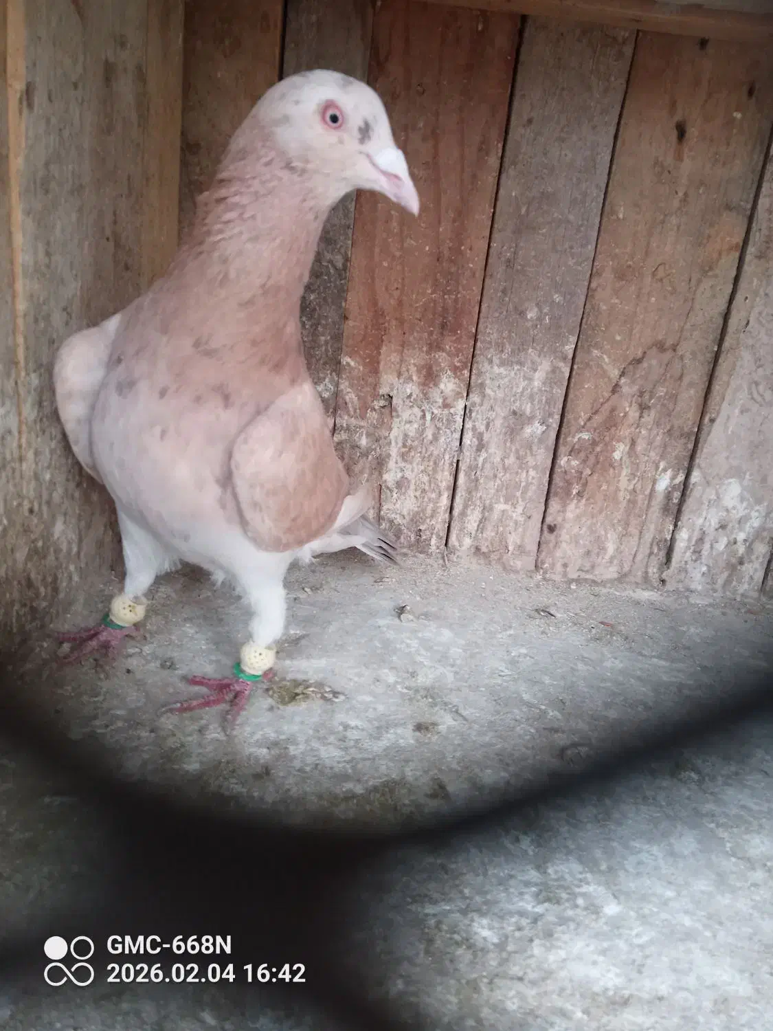 کفتر خطی|پرنده|الوند, |دیوار