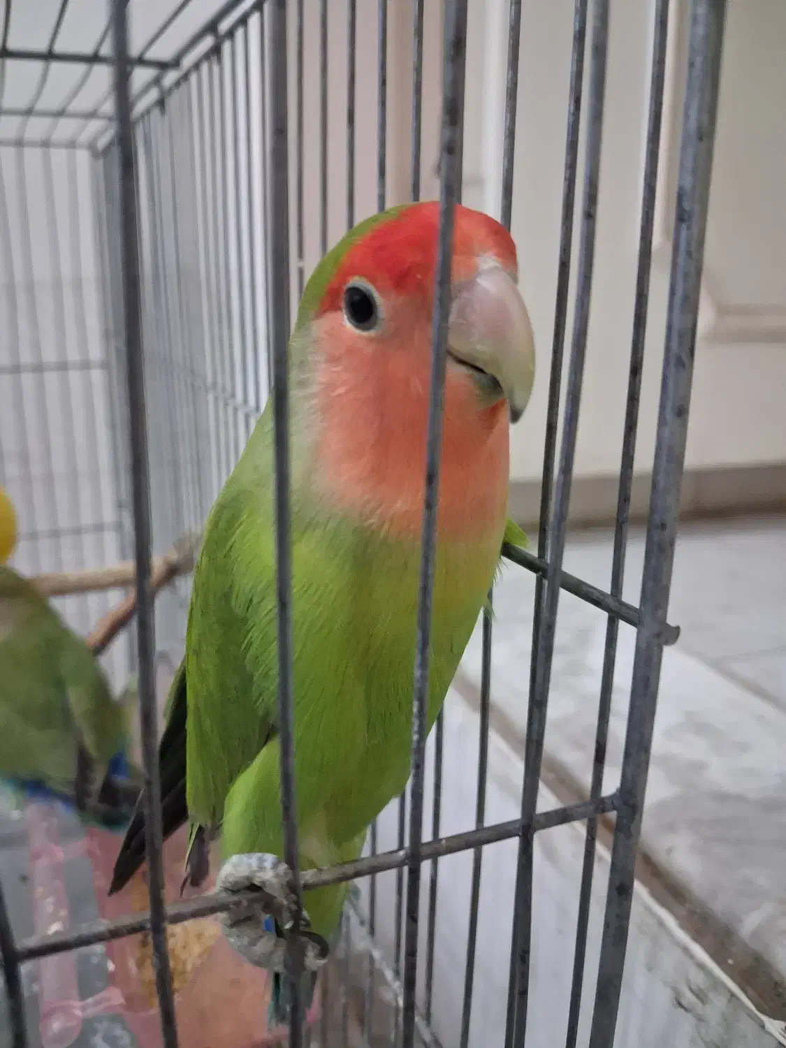 کوتوله کله هلویی نر|پرنده|قم, باغ شازده|دیوار