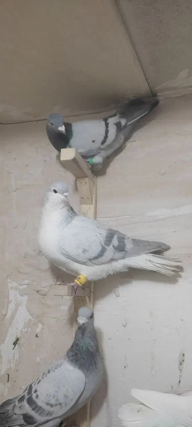 کفتر رنگه بووم|پرنده|مشهد, کوشش|دیوار