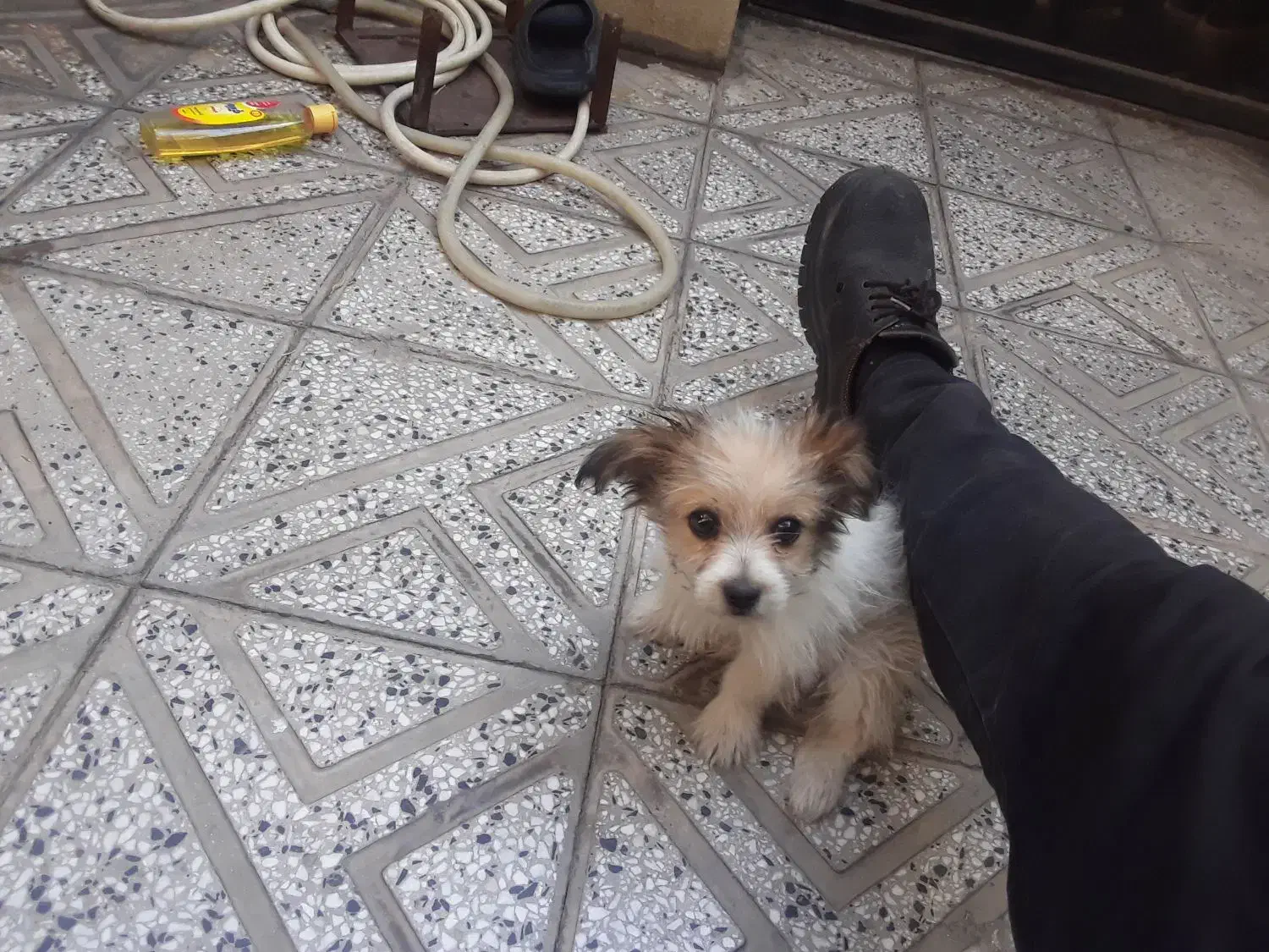 سگ شیتروز|سگ|صحنه, |دیوار