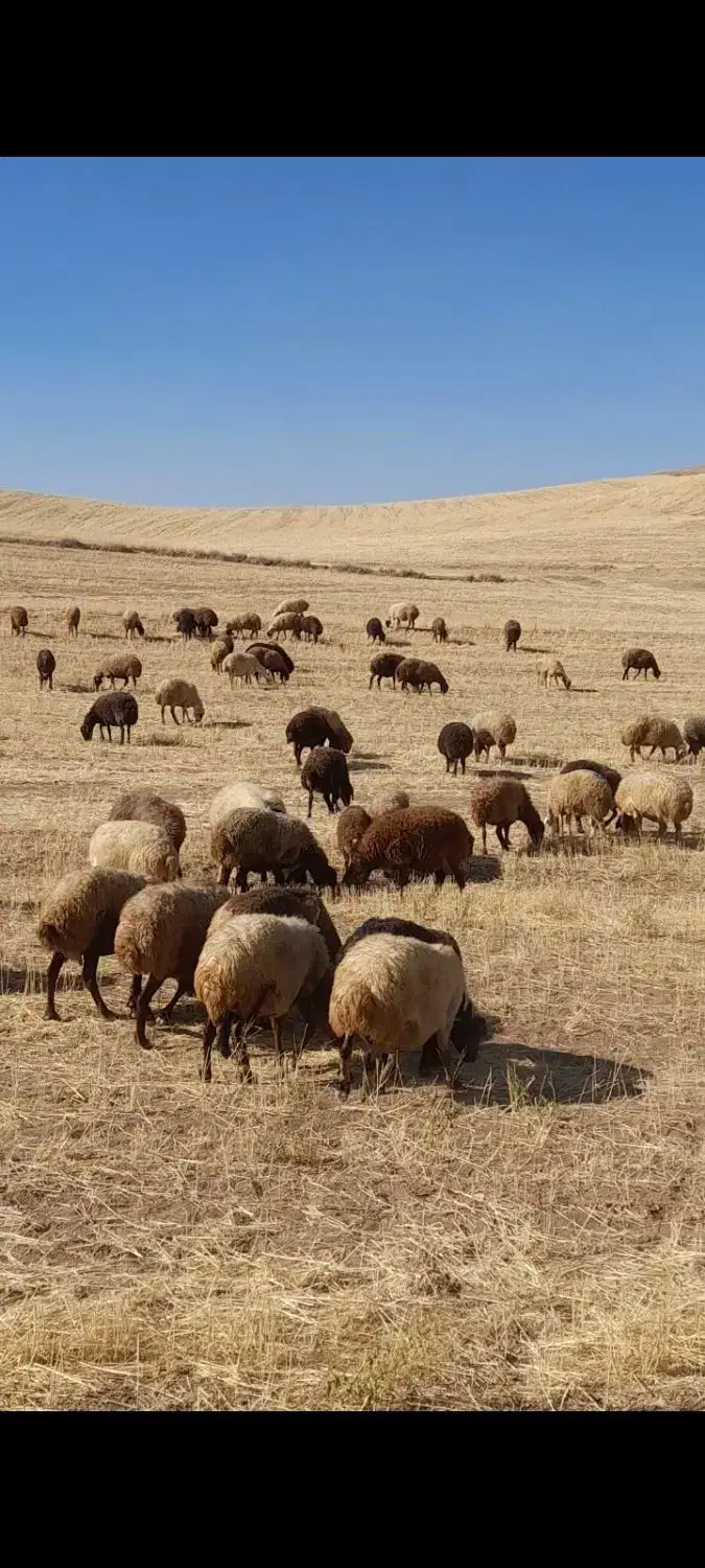 ۶۰ راس میش و بره|حیوانات مزرعه|بیجار, |دیوار