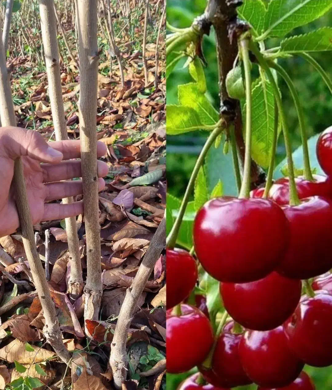 آذر -نهال- سبز|حراج|شیراز, باغ تخت|دیوار
