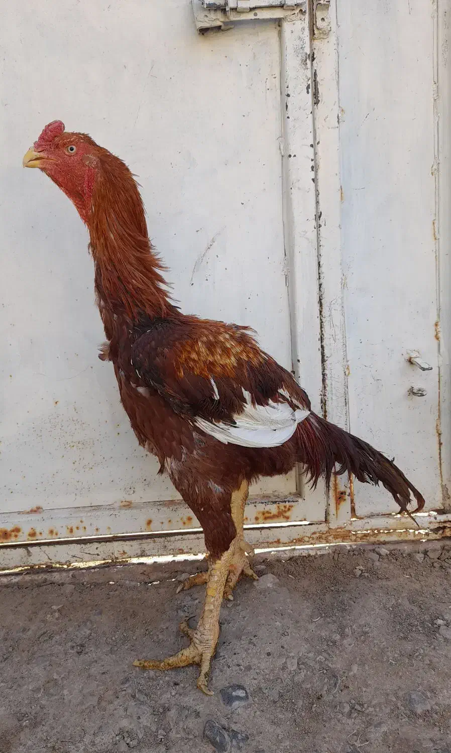 خروس لاری|حیوانات مزرعه|یزد, |دیوار