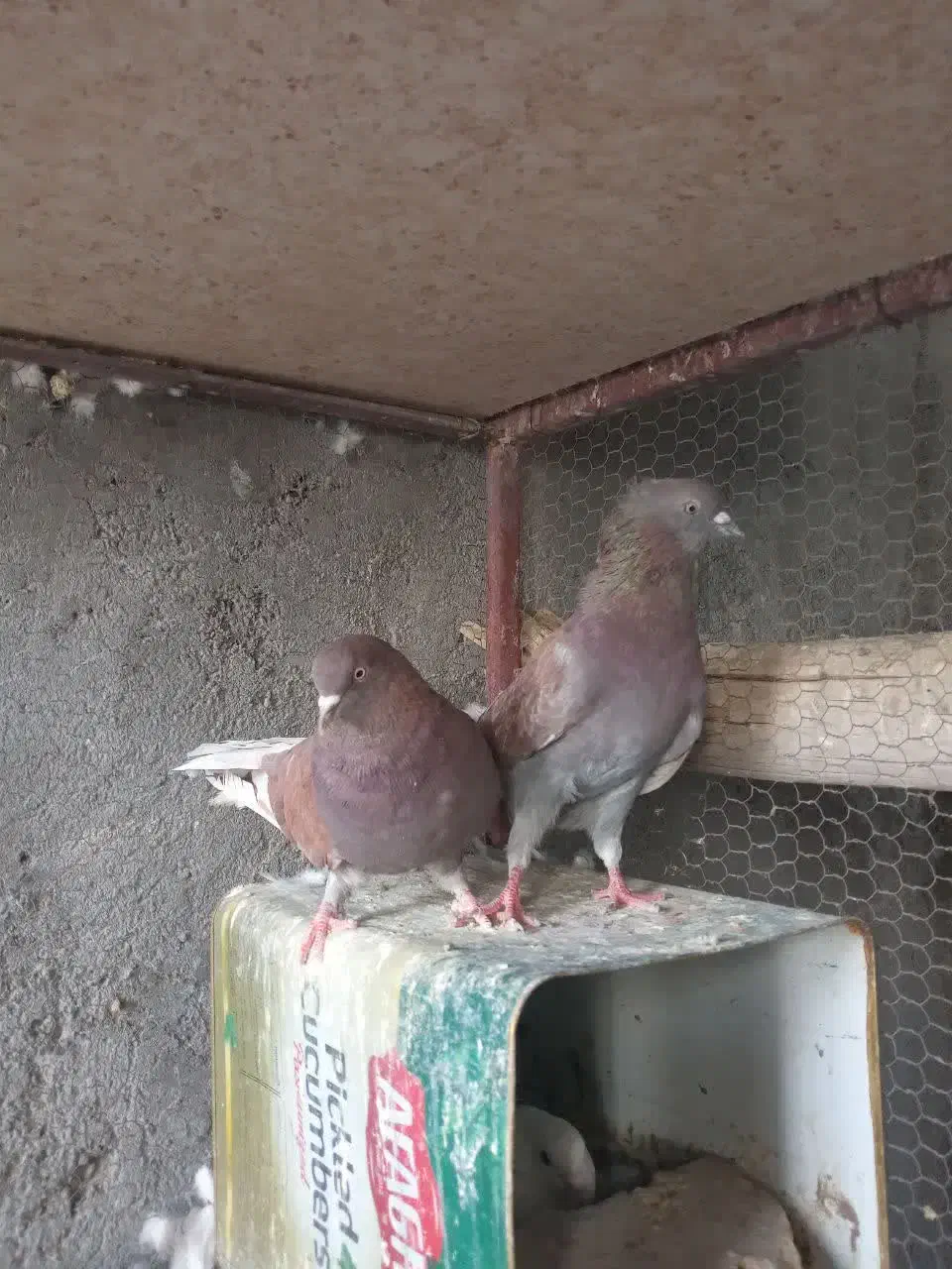 نرماده پرشی|پرنده|اردکان, |دیوار