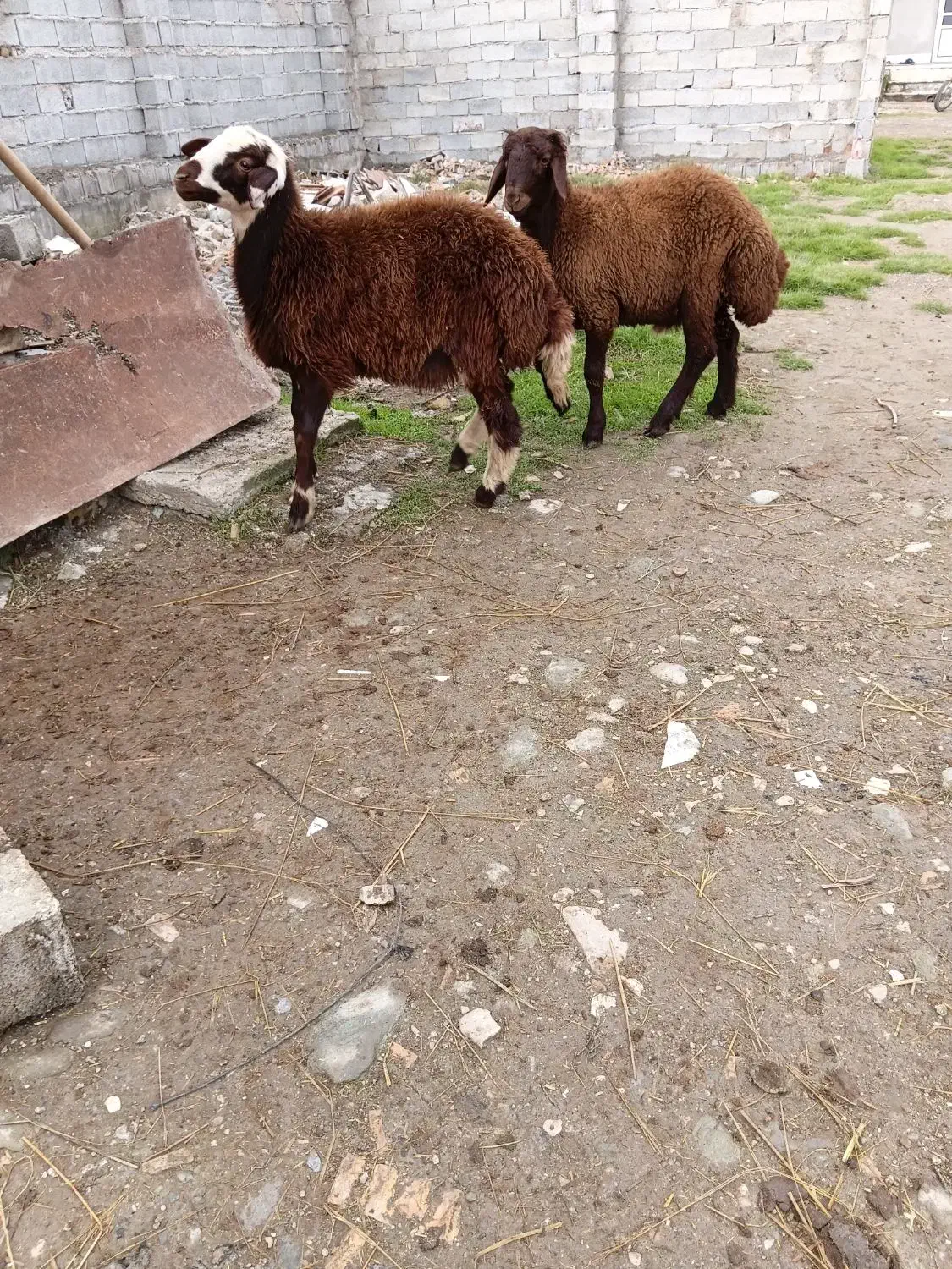 بره نر|حیوانات مزرعه|گرگان, |دیوار