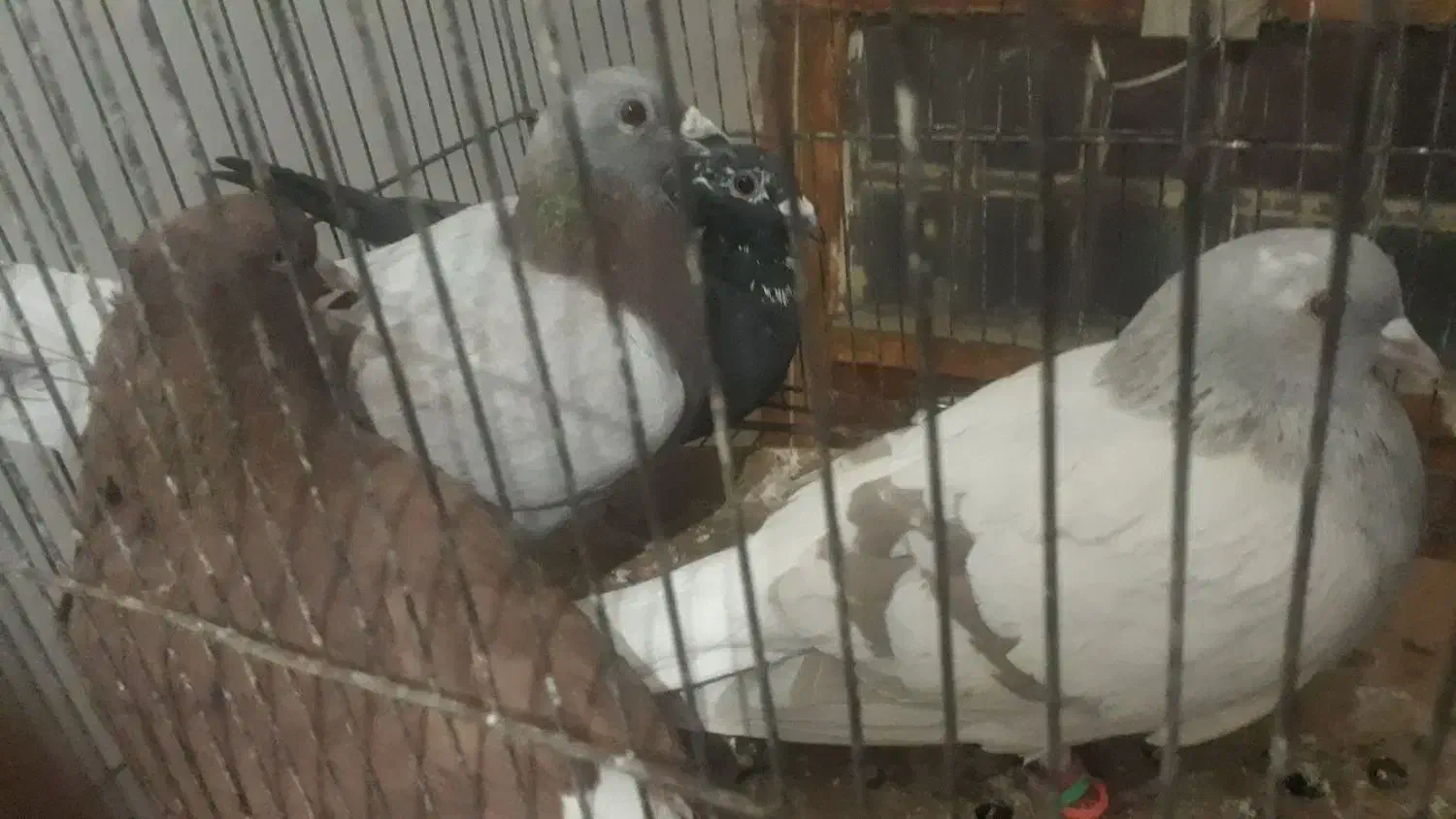 اوغون سرخ  قهوای دمسفید وسوسکی،سیاه ماده|پرنده|تربت‌حیدریه, حیدرآباد|دیوار