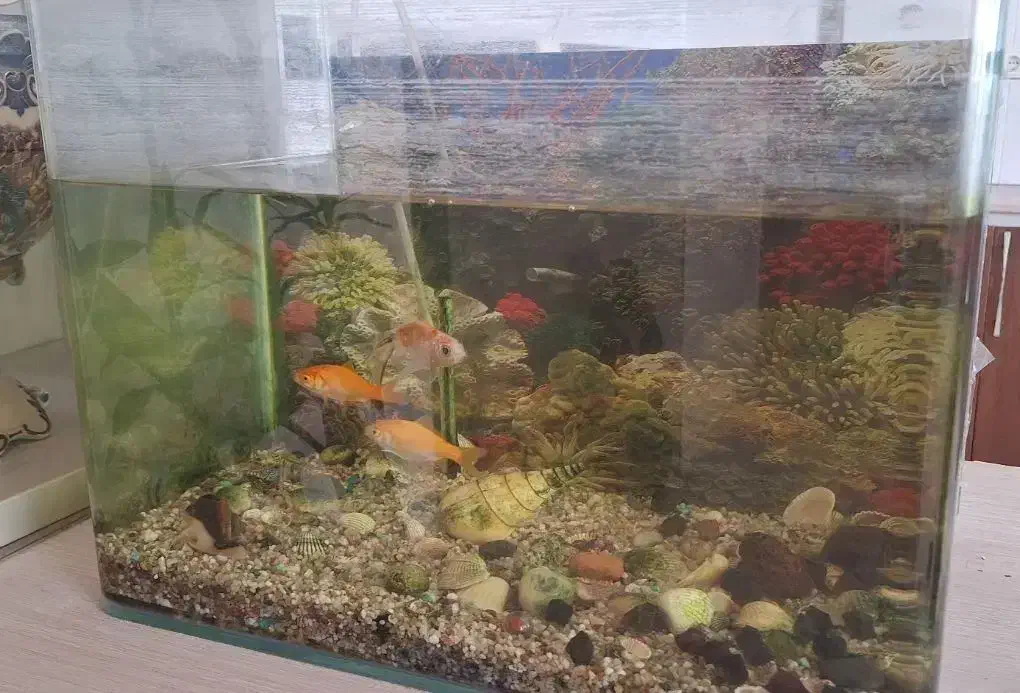 فروش آکواریوم با تمام تجهیزات وماهی|ماهی|آباده, |دیوار