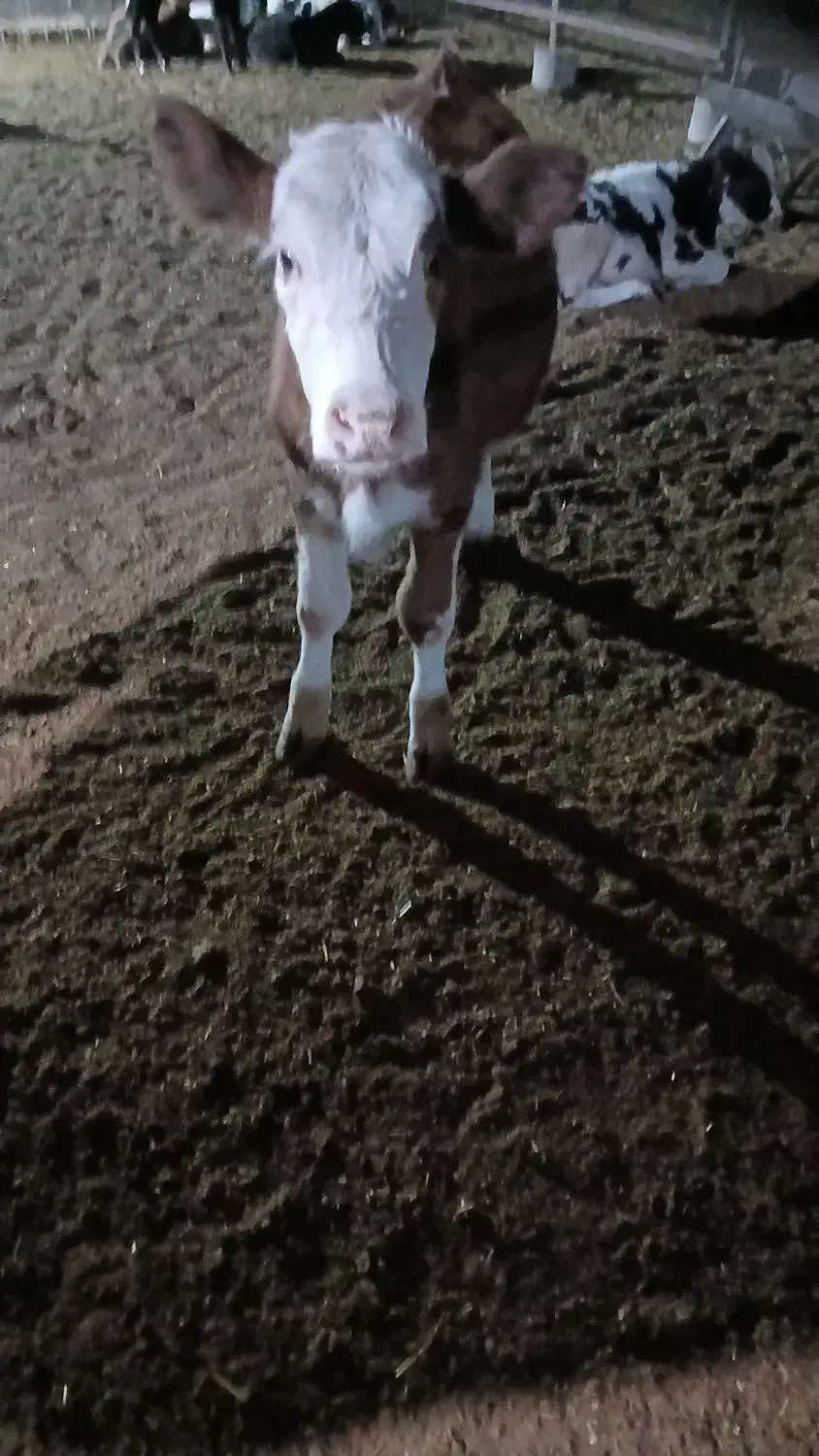 فروش فوری گوساله ماده زیربر|حیوانات مزرعه|شیراز, بید زرد|دیوار