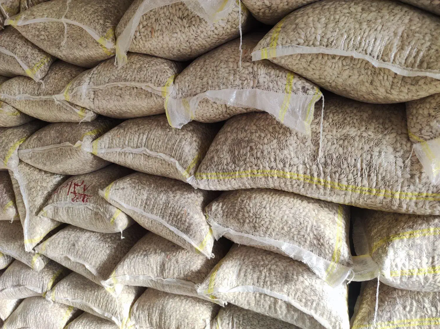 تخمه کدو گوشتی و صدفی|عمده‌فروشی|اقلید, |دیوار