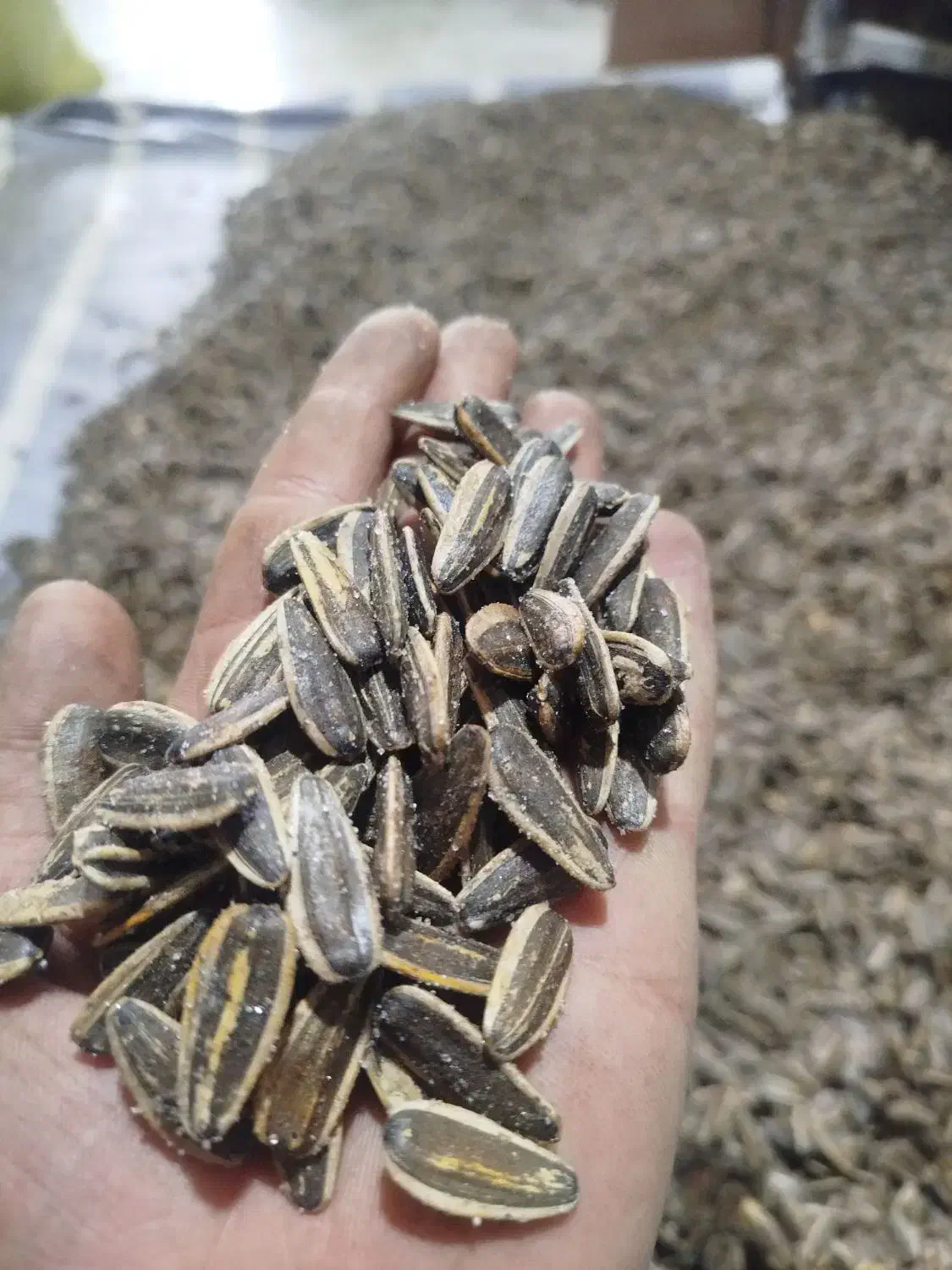 انواع تخمه آفتابگردان|عمدهفروشی|نسیمشهر, |دیوار