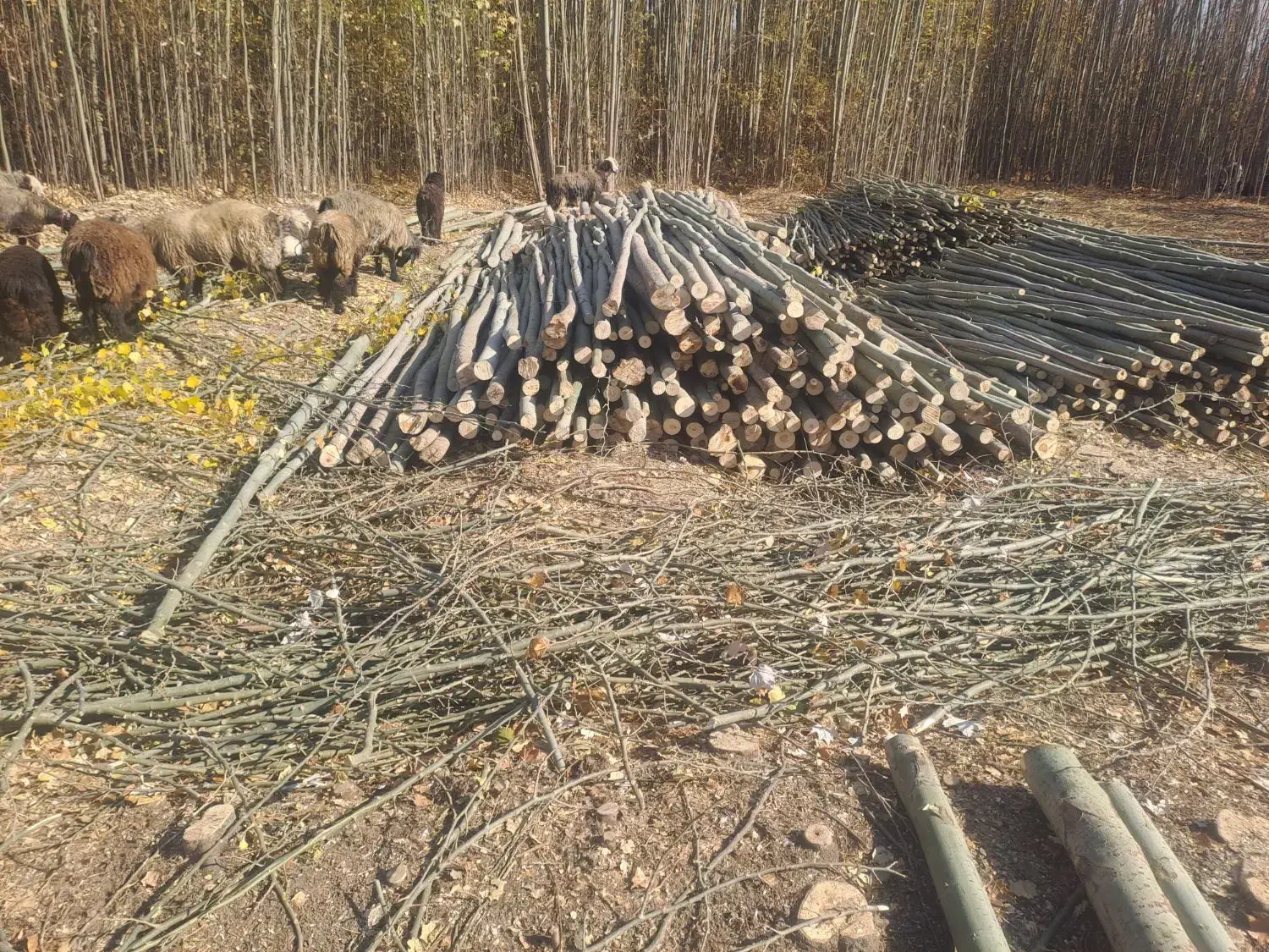 چوب گلخانه ای|خدمات باغبانی و درختکاری|پیر بکران, |دیوار