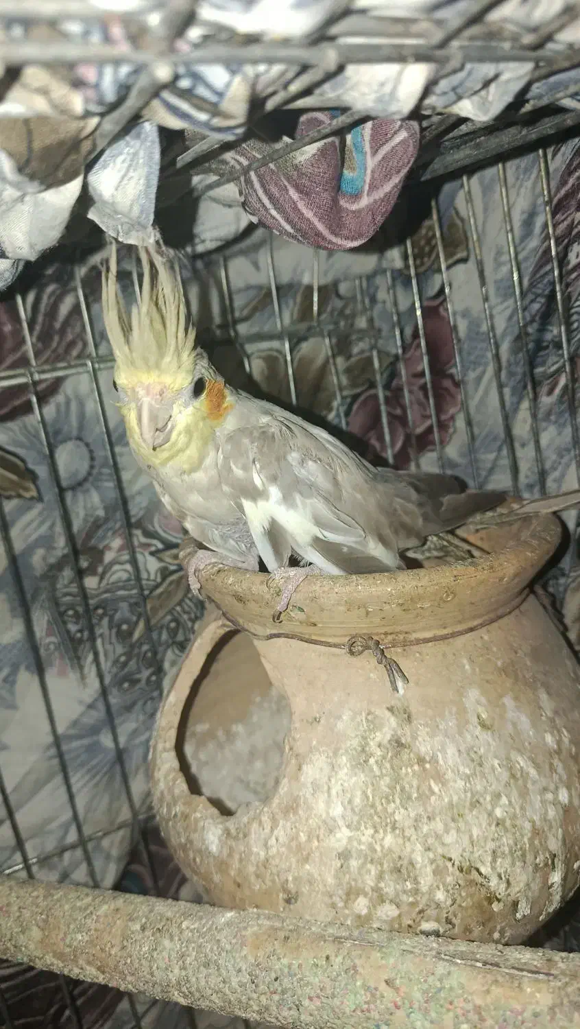 عروس هلندی ماده|پرنده|گرگان, |دیوار