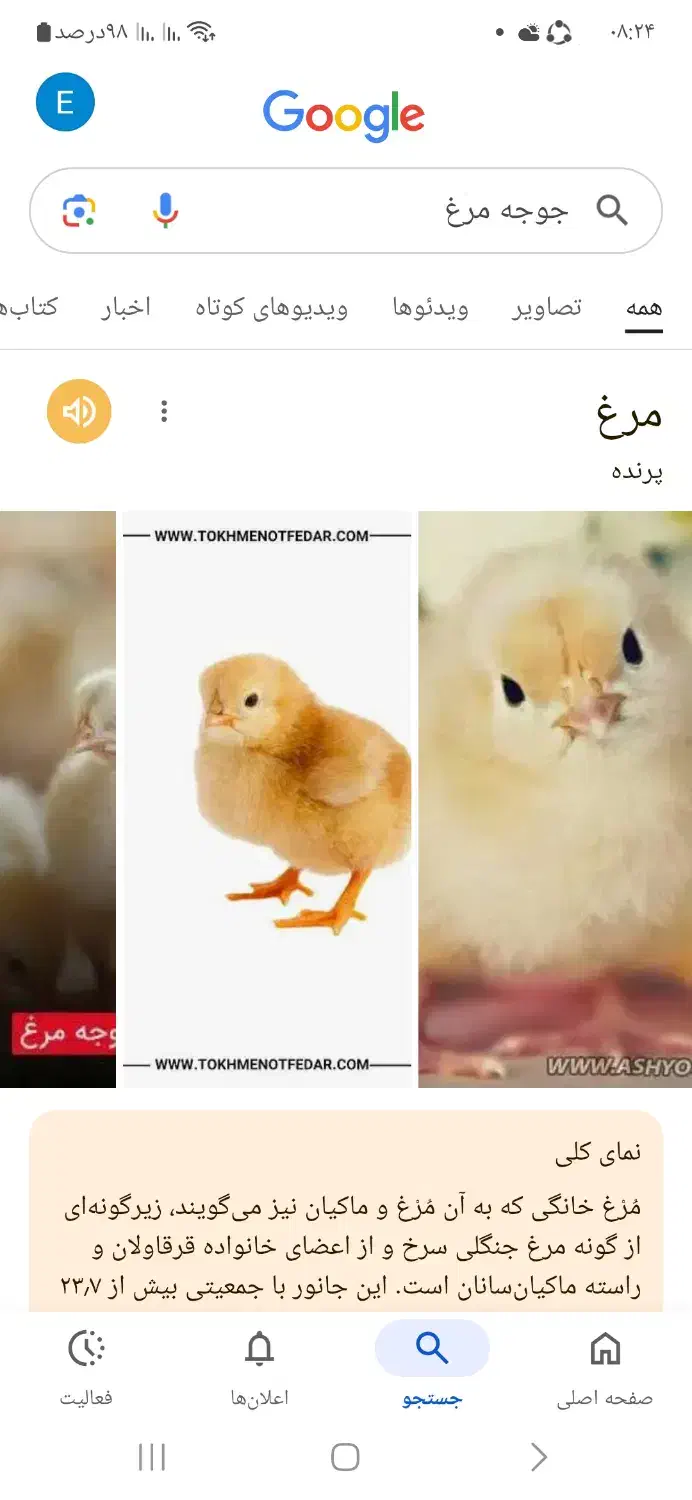 گمشده پرنده|پرنده|لاران, |دیوار