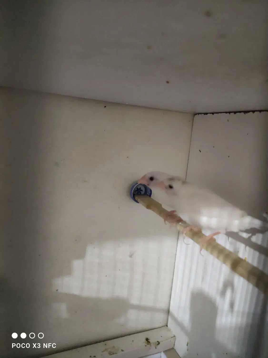 فنج بنگالی جفت تخم هم داره|پرنده|ساوه, |دیوار