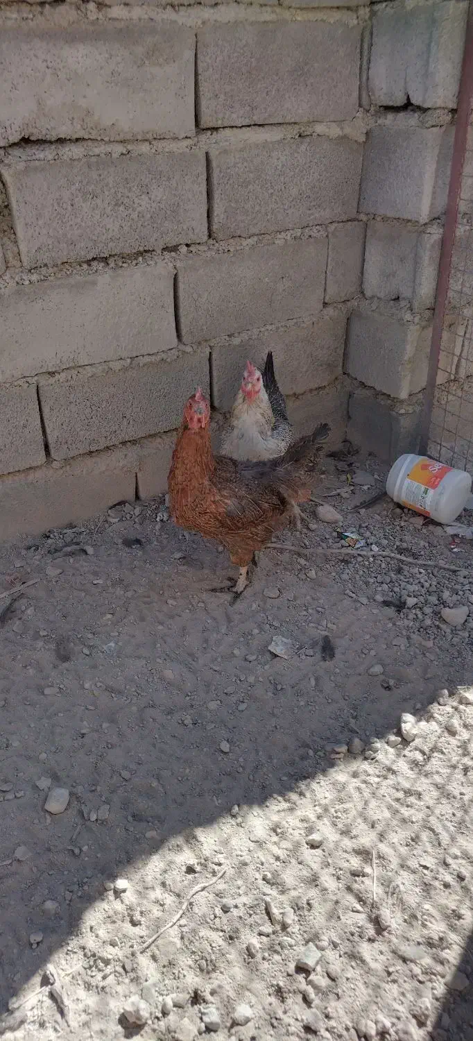 مرغ محلی تخم گذار|حیوانات مزرعه|دلبران, |دیوار