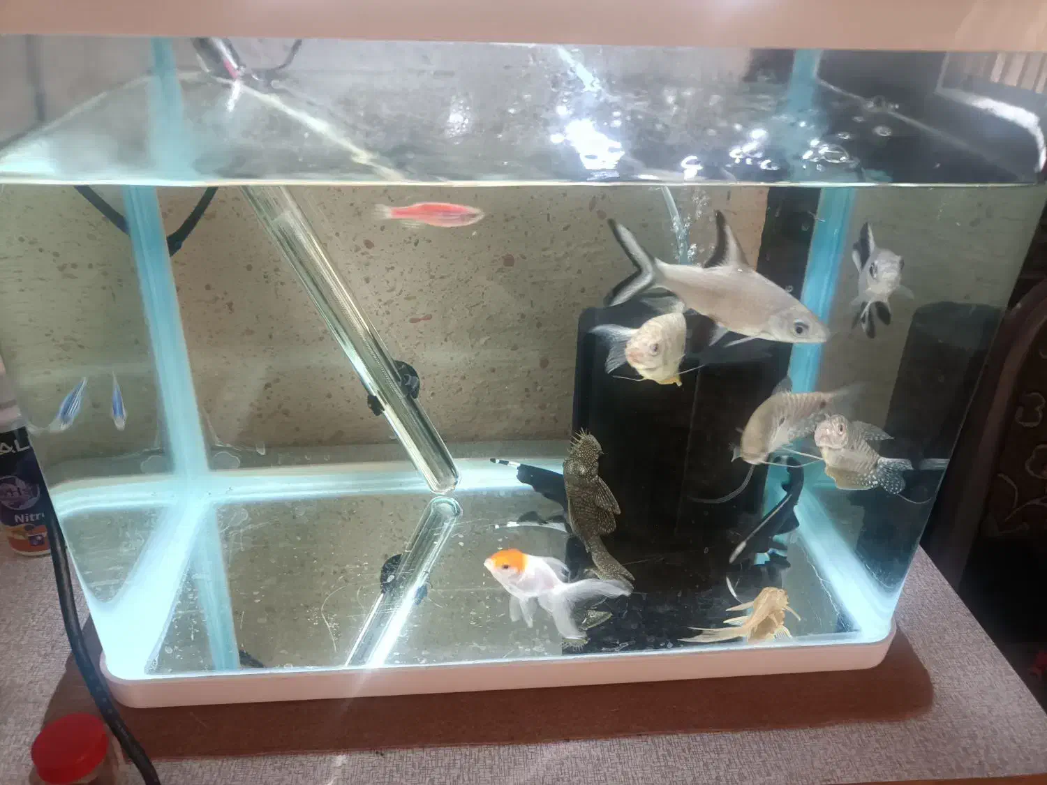 ماهی آکواریومی|ماهی|مرودشت, فاز دوم شهرک فرهنگیان|دیوار