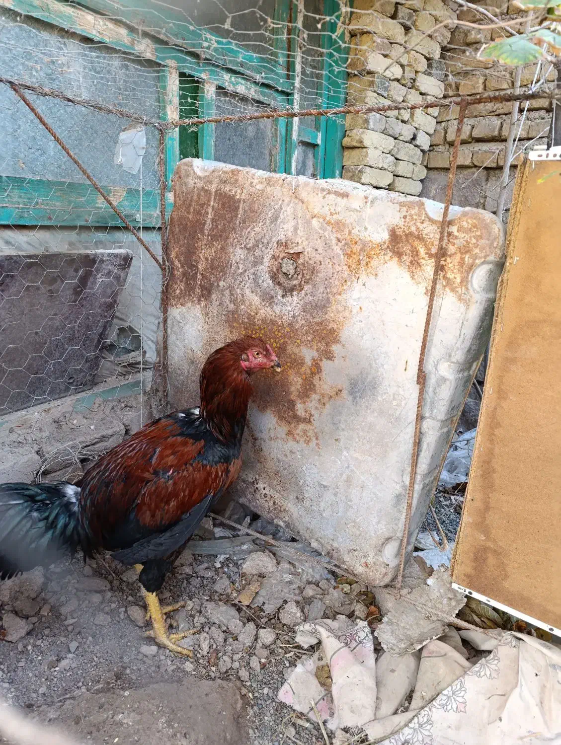 خورس لاری 5دانگ|حیوانات مزرعه|خوی, |دیوار