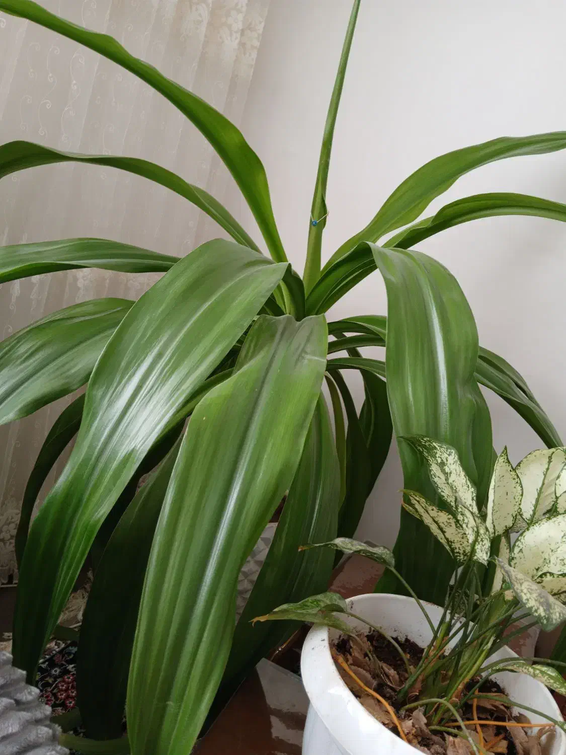 گل اشک ملکه|گل و گیاه طبیعی|کیار, |دیوار