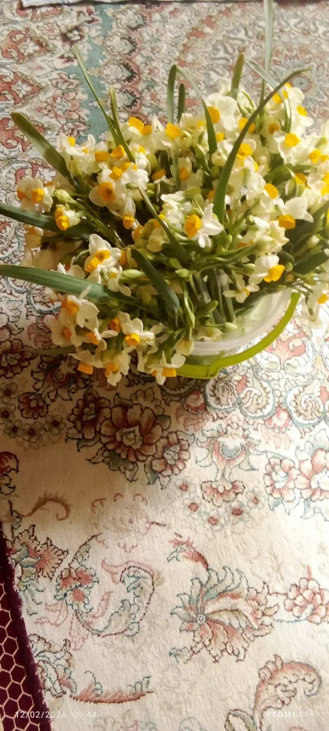 گل نرگس|گل و گیاه طبیعی|بیرجند, |دیوار