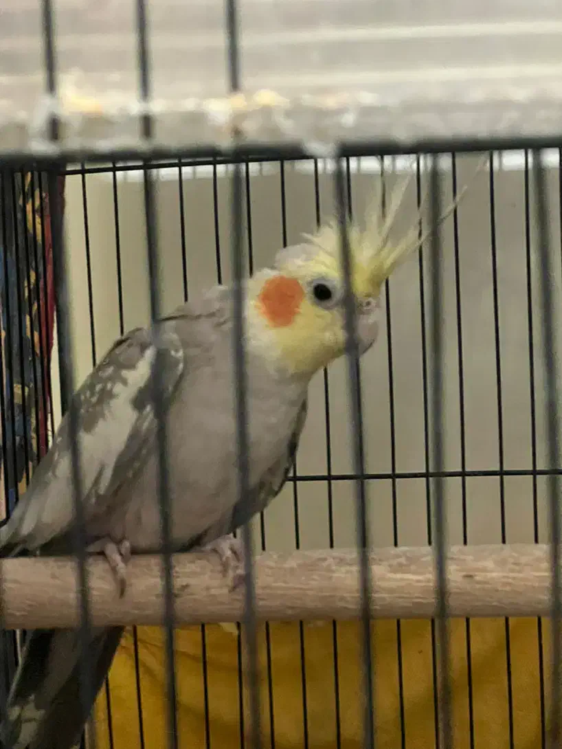 عروس هلندی|پرنده|آفتاب, |دیوار