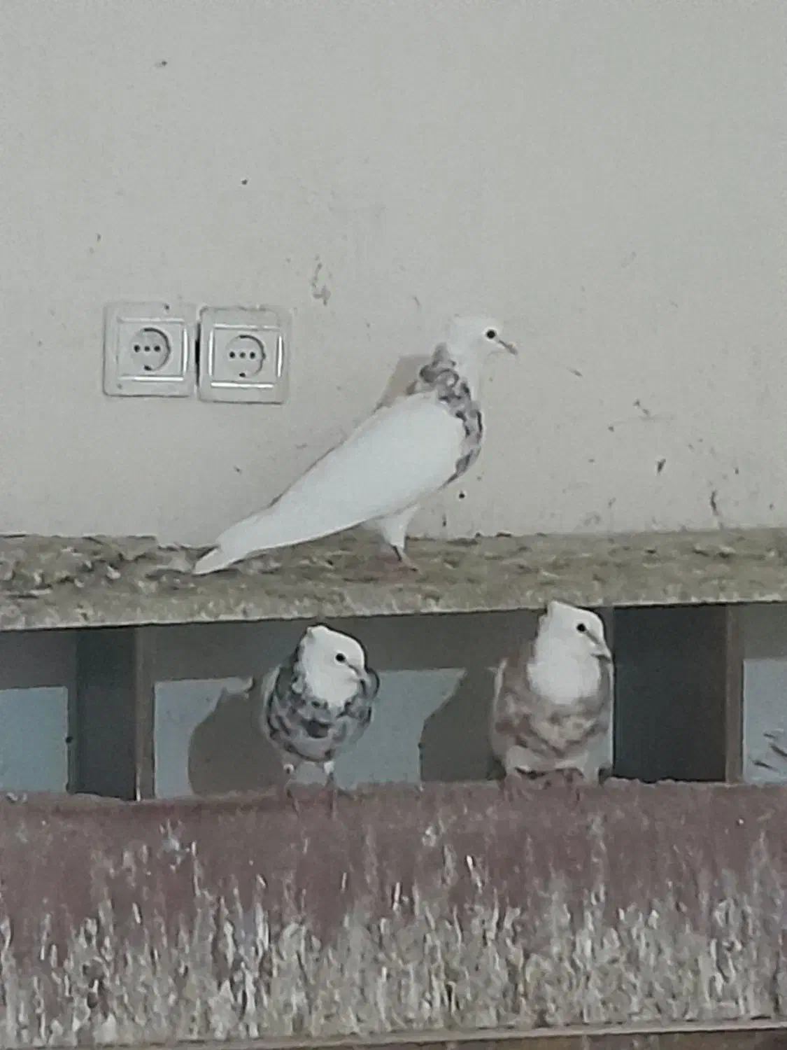 کبوتر فروشی|پرنده|اهواز, زیتون کارمندی|دیوار