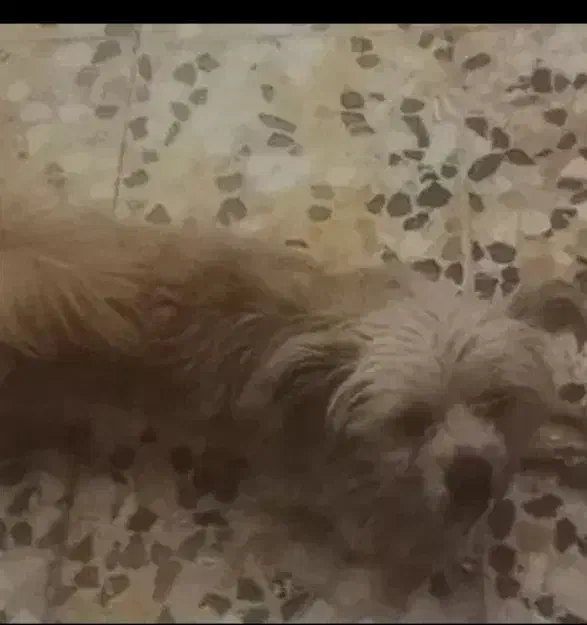 سگ گمشده|حیوانات|اصفهان, مهدی آباد|دیوار