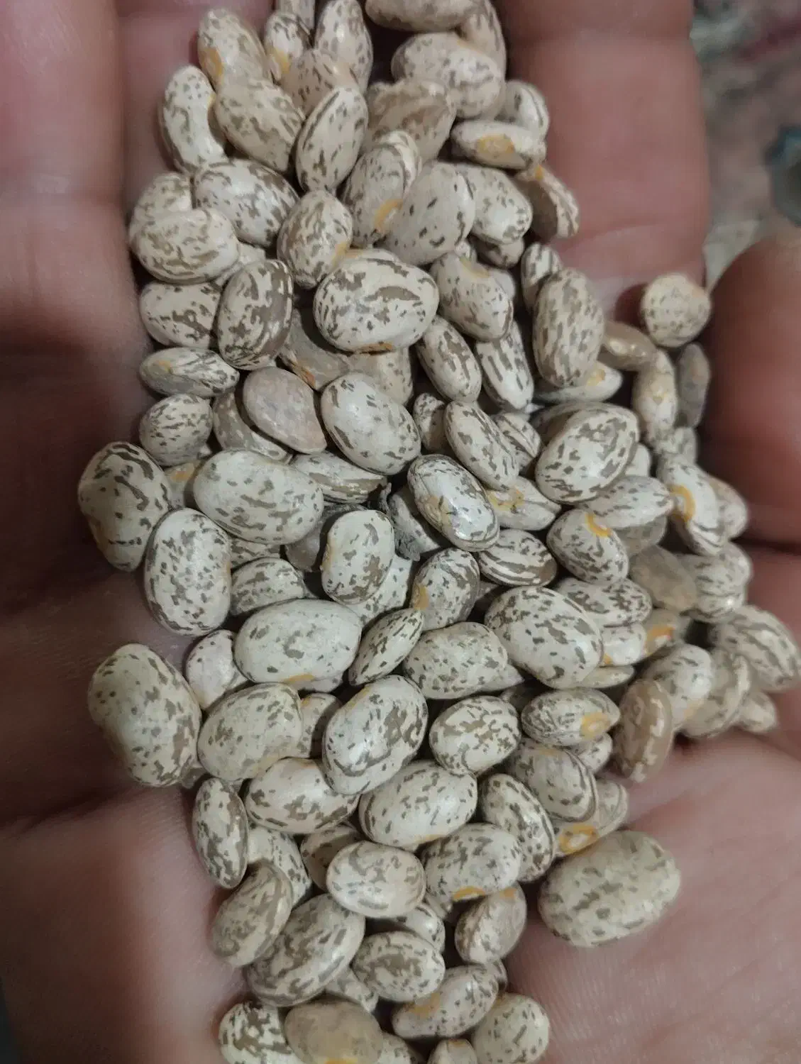 لوبیا ارتشی|خوردنی و آشامیدنی|ویسیان, |دیوار