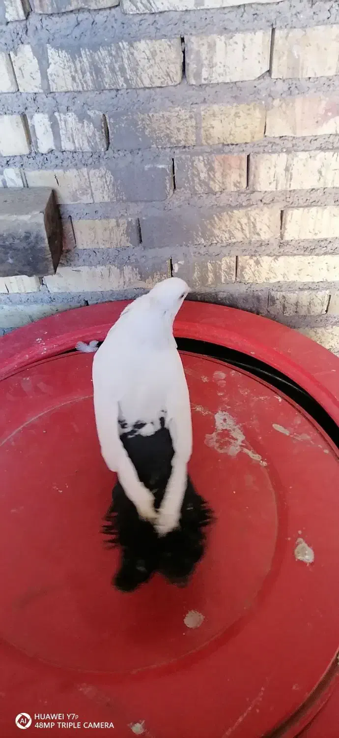 کفتر دمبی وسینه ای ماده|پرنده|آباده, |دیوار