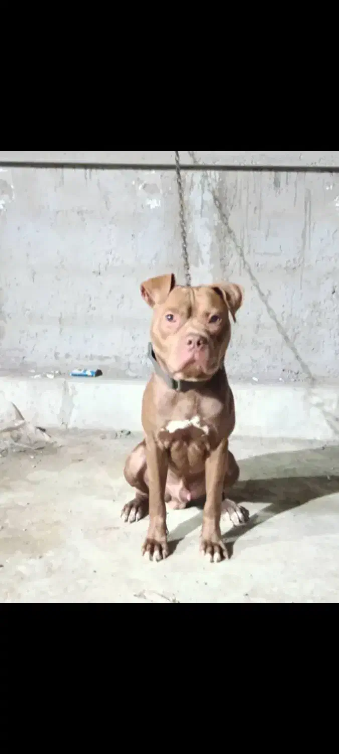 سگ پیتبول نژاد اصیل|سگ|رشت, کوی مهر|دیوار