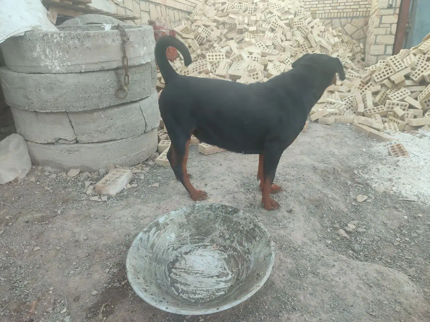 فروش سگ روتوایلر|سگ|سبزوار, قاضی زاد|دیوار