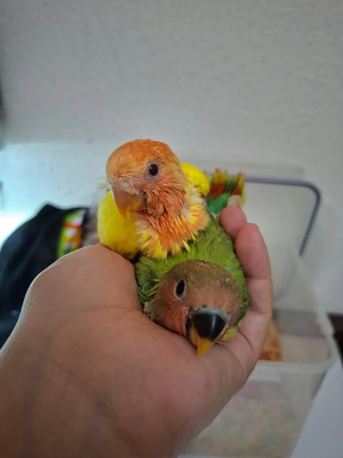 جوجه سرلاکی طوطی برزیلی|پرنده|کیش, |دیوار