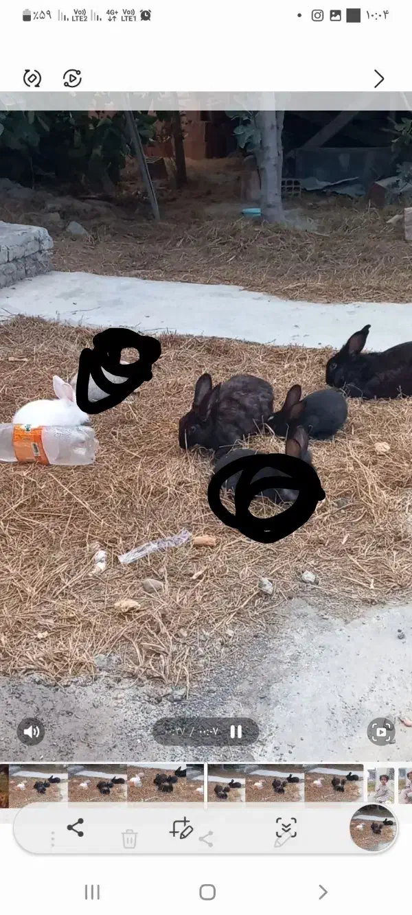 ۴ عدد خرگوش دو نر دو ماده|موش و خرگوش|گمیشان, |دیوار