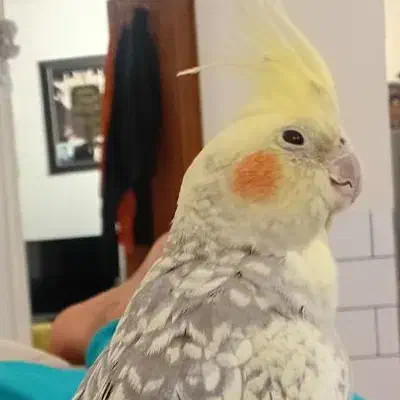 عروس هلندی جفت|پرنده|اراک, |دیوار