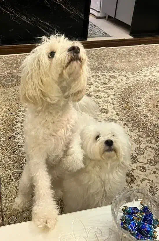 واگذاری|سگ|قم, میدان نو|دیوار